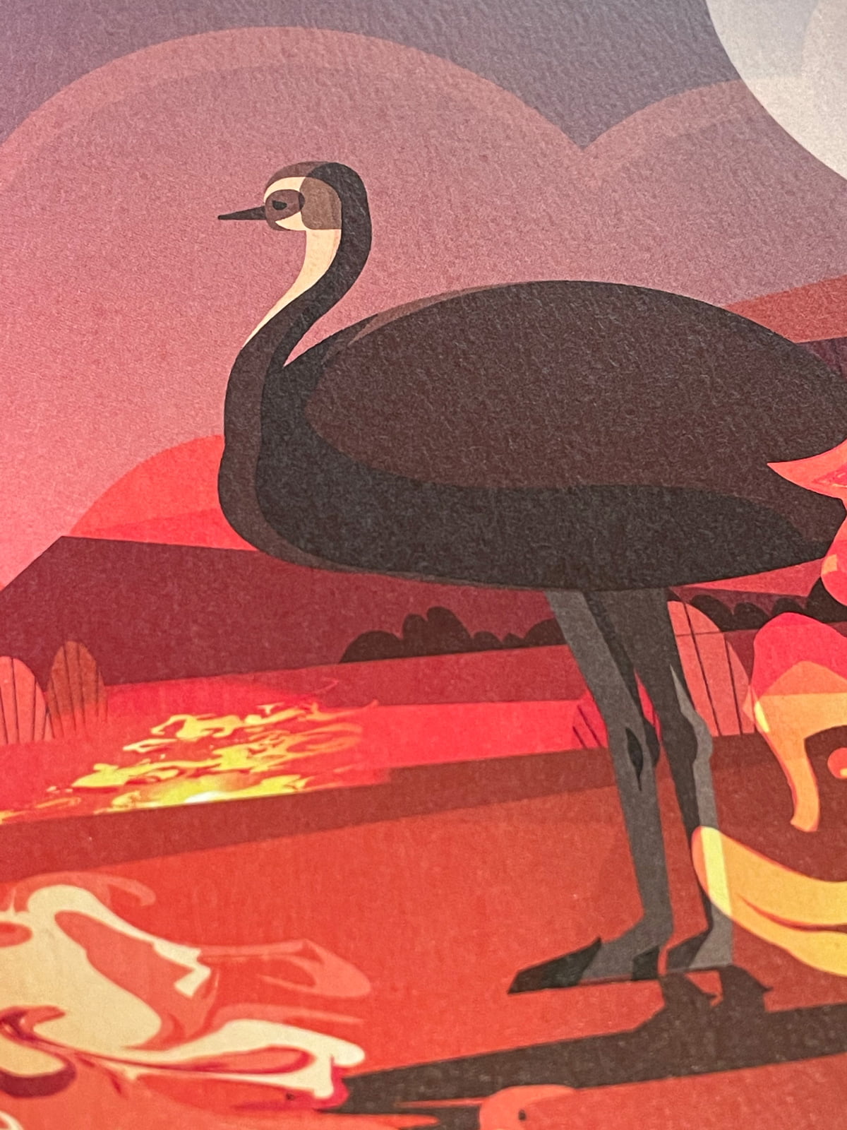 Australia Wildlife Bushfire Notebooks