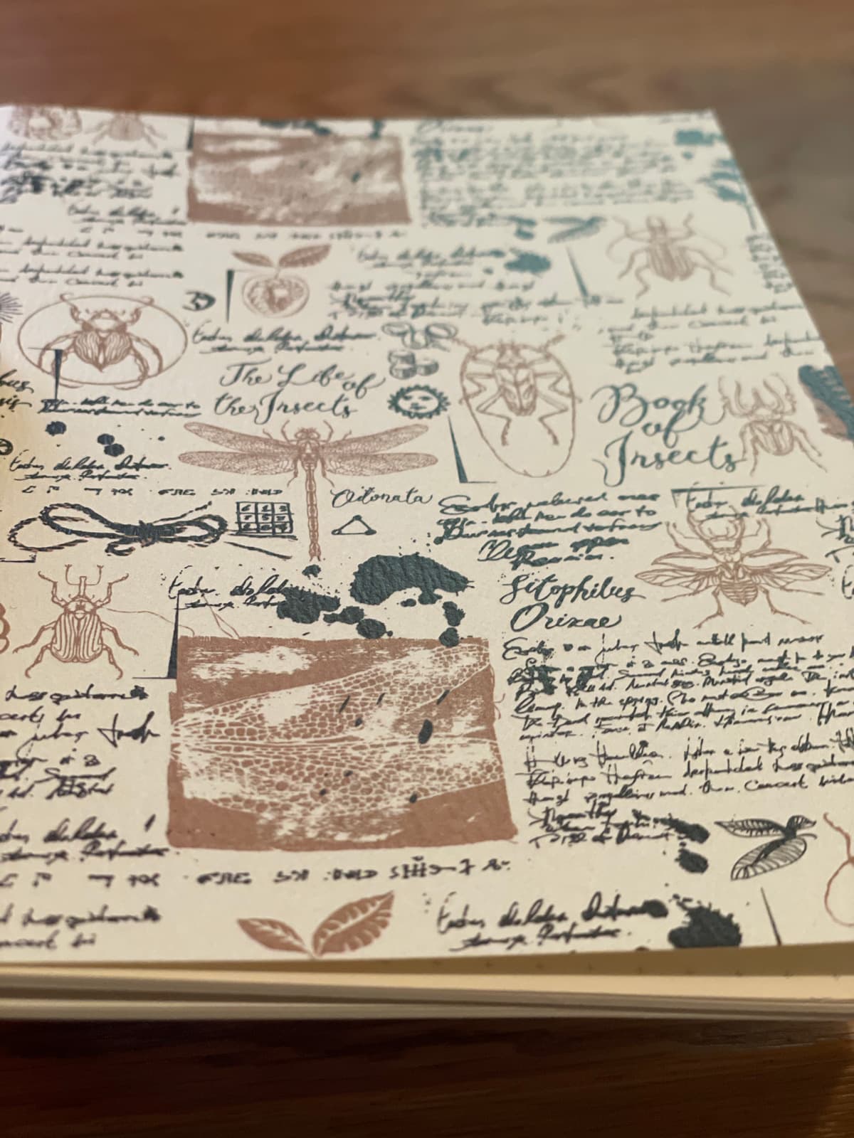 Notebook of Insects